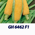 Кукурудза GH 6462 F1 гібрид солодкої кукурудзи Syngenta