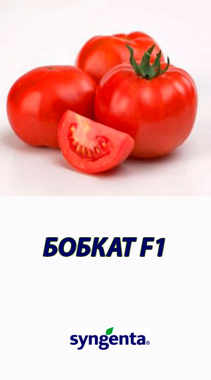 Tomat-BOBKAT-F1-Syngenta-2500-shtuk