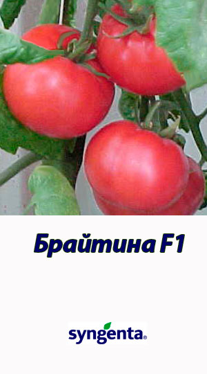 Tomat-BRAYTINA-F1-Syngenta-500-shtuk
