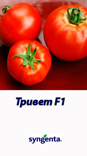Tomat-TRIVET-F1-Syngenta-500-shtuk