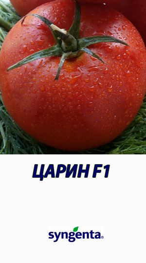 Tomat-TSARIN-F1-Syngenta-500-shtuk