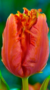 Тюльпан Его Перрот 500 цибулин