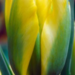 Тюльпан Формоза 30 цибулин