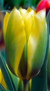 Тюльпан Формоза 25 цибулин