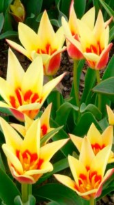Тюльпан Йоганн Штраус (Tulip Johann Strauss)