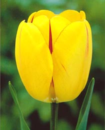Тюльпан Джульєтта (Tulip Juliette)