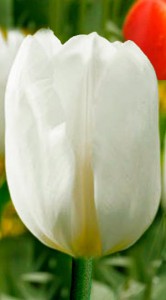 Тюльпан Дарвісноу 25 цибулин