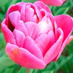 Тюльпан Маргарита 30 цибулин