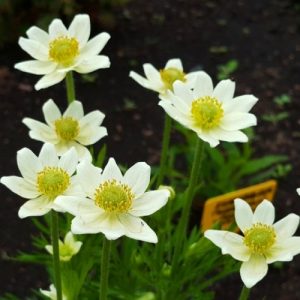 anemona-anabella-white