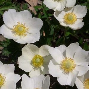 anemone-snow-white-2