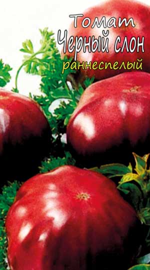 chernyiy-slon-tomat