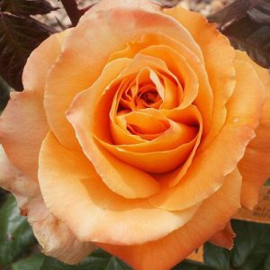 Троянда Флора Даніка (саджанці)