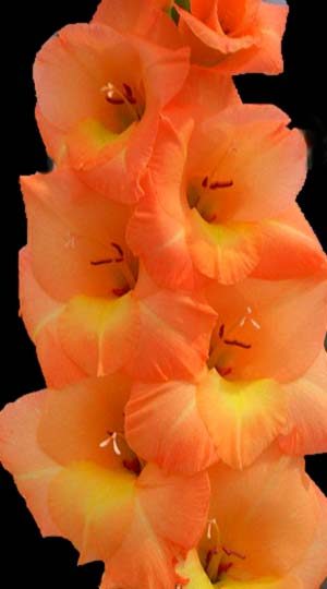 Гладиолус Эста Бонита ( Gladiolus Esta Bonita )