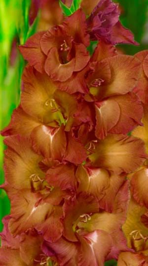 Гладиолус Индиан Саммер ( Gladiolus Indian Summer )