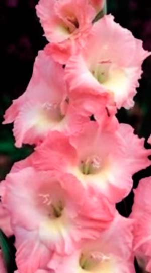 Гладиолус Роуз Суприм ( Gladiolus Rose Supreme )