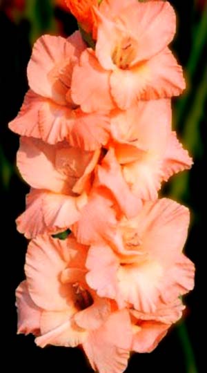 Гладиолус Шуга Беби ( Gladiolus Sugar Babe )