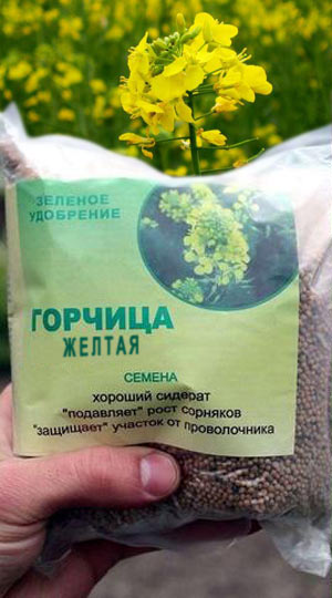 горцица-желтая-1-кг-30-грн