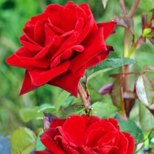 Троянда  Хьюманіті (саджанці)