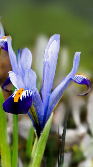 iris-gordon