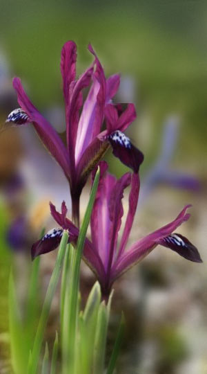 iris-purple-gem