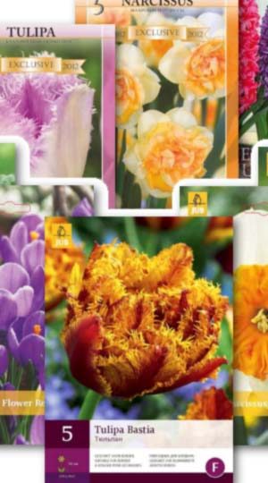 Тюльпаны от 25 шт каталог луковичных Осень