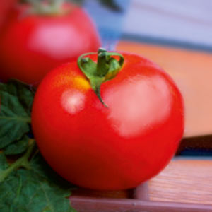 купити-насіння-томатів
