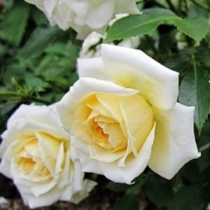 Троянда Ледреборг (саджанці)