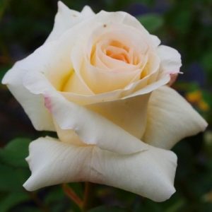 Троянда Шнеєвальцер (саджанці)