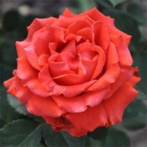 Троянда Ель Торо (саджанці)