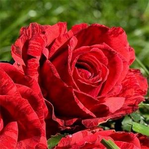 Троянда Ред Інтуішн (саджанці)