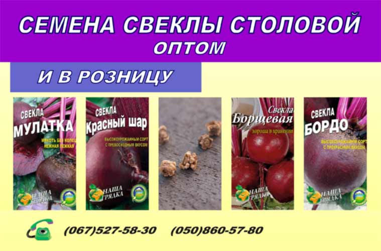 семена-свеклы-купить
