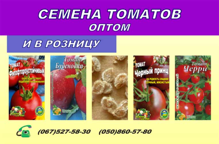 насіння-томатів-купити