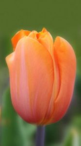 Тюльпан ЮРИЙ ГАГАРИН (Tulip  Dordogne)