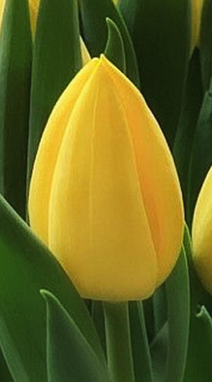 tulipa-avocado