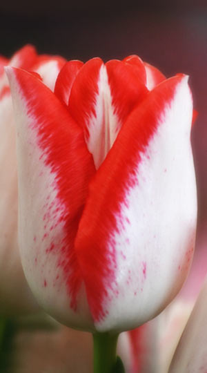 tulipa-beautytrend