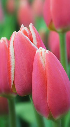 tulipa-bucuresti