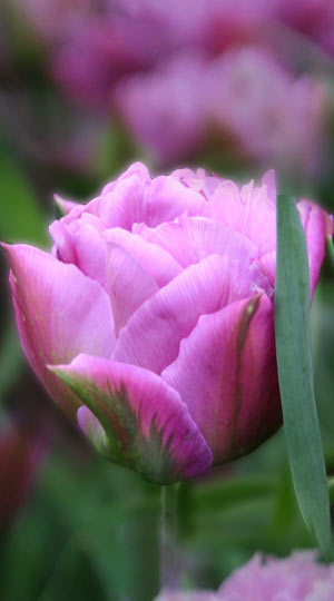 tulipa-double-price