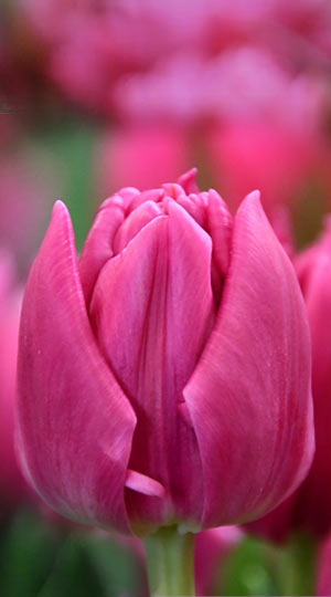 tulipa-double-princesst