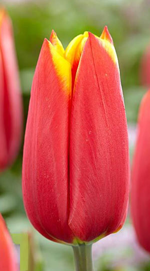 tulipa-illusionist