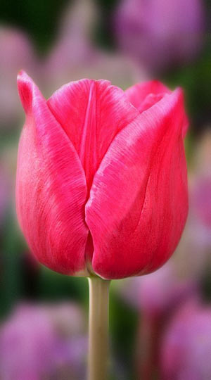 tulipa-kinga