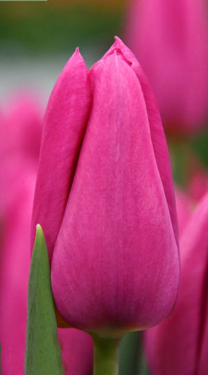 tulipa-kisha
