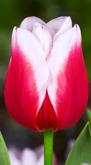 tulipa-leo-visser-