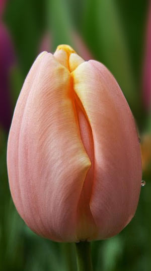 tulipa-mango-charmt