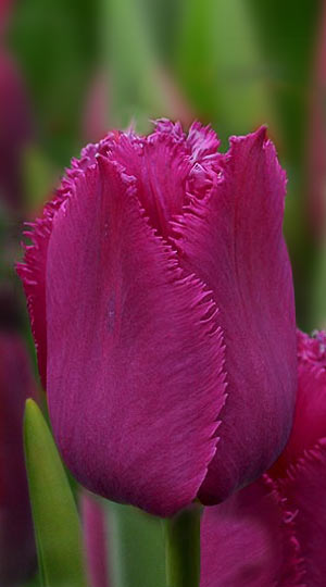 tulipa-melania