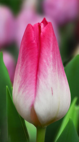 tulipa-memphis