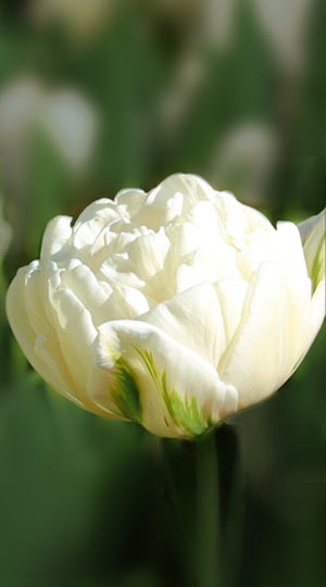 tulipa-northcap