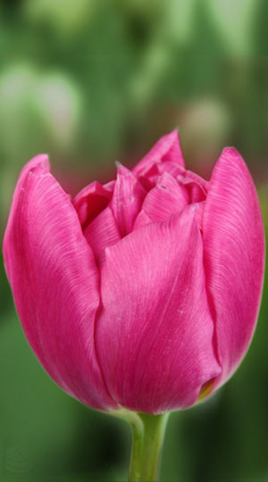 tulipa-oeral