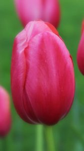 Тюльпан Катерина Велика (Tulip Renown)