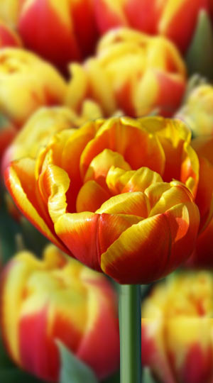 tulipa-shell