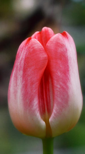 tulipa-super-model